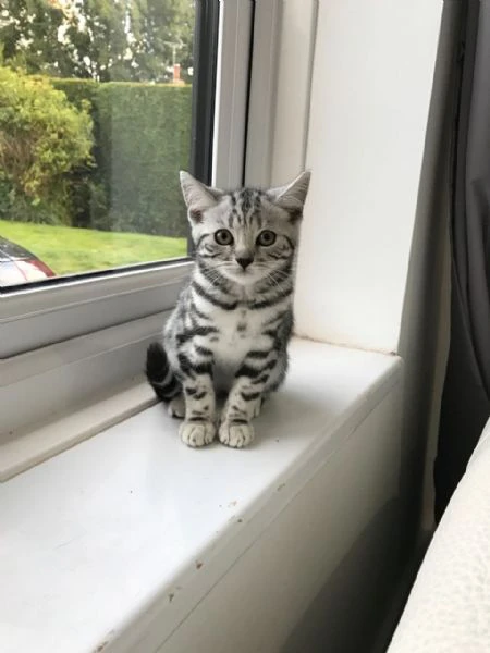 bellissimi gattini di razza pura british shorthair