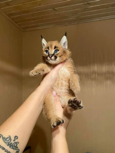 disponibili cuccioli serval, caracal e ocelot | Foto 6