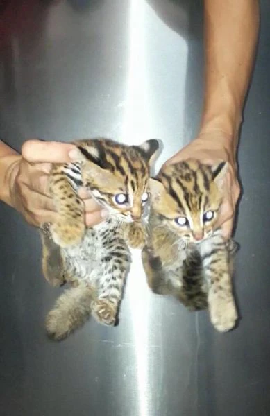 disponibili cuccioli serval, caracal e ocelot | Foto 4