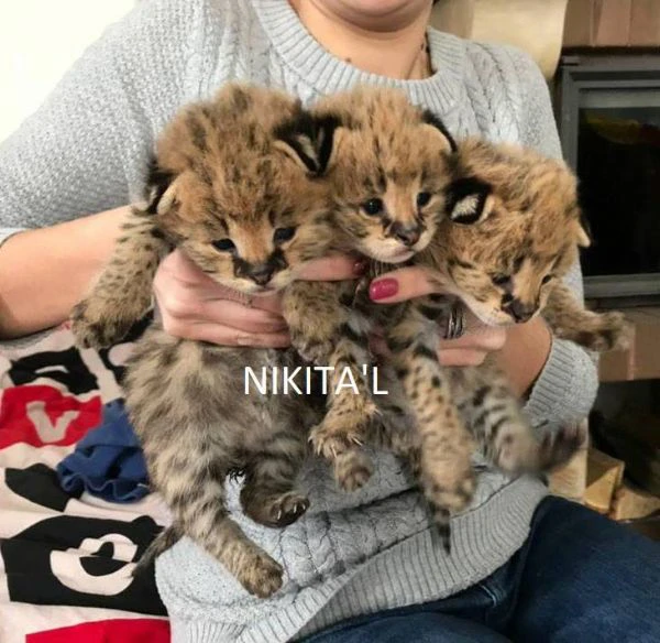 disponibili cuccioli serval, caracal e ocelot | Foto 3