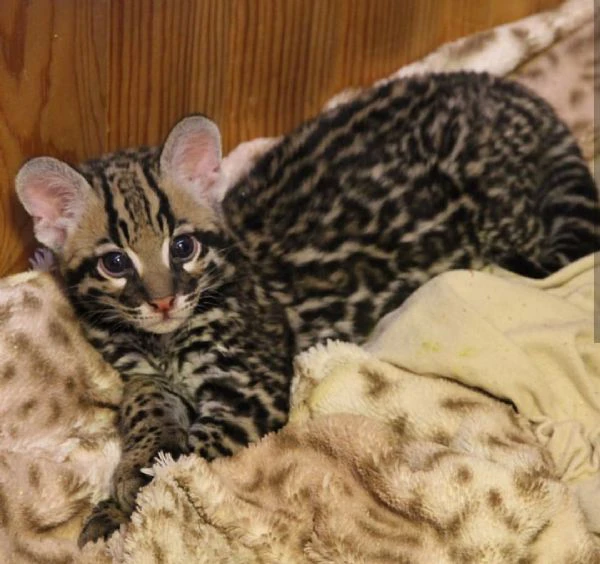disponibili cuccioli serval, caracal e ocelot | Foto 2