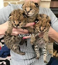 disponibili cuccioli serval, caracal e ocelot | Foto 1
