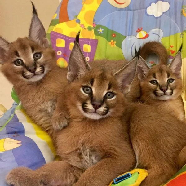 disponibili cuccioli serval, caracal e ocelot | Foto 0