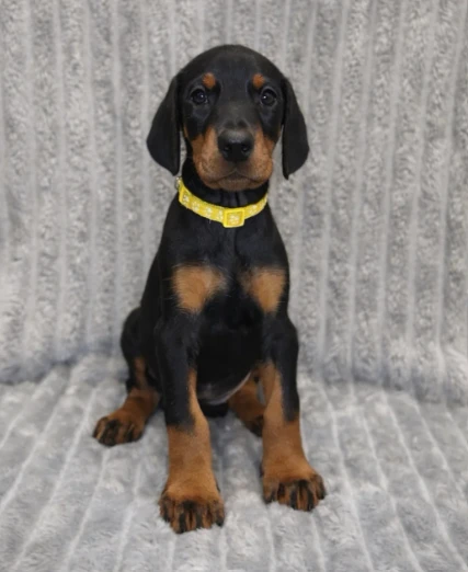 bellissimi cuccioli di dobermann