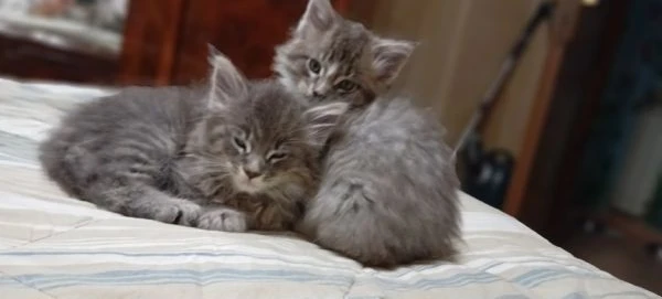 maine coon cuccioli | Foto 5