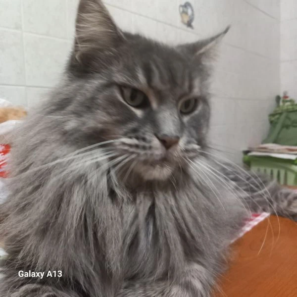 maine coon cuccioli | Foto 4