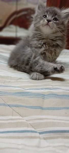 maine coon cuccioli | Foto 3