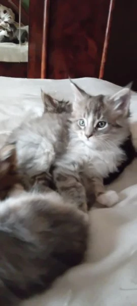 maine coon cuccioli | Foto 2