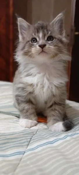 maine coon cuccioli | Foto 1