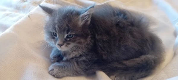 maine coon cuccioli | Foto 0