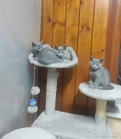 gattini blu di russia