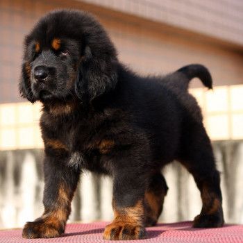 cuccioli di tibetan mastiff 