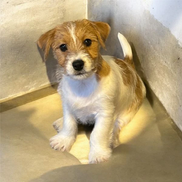 vendo cuccioli di jack russell