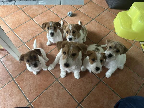vendo cuccioli di jack russell | Foto 1