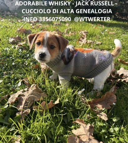 vendo cuccioli di jack russell | Foto 0
