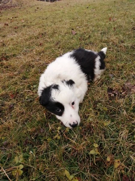 cuccioli di border collie 