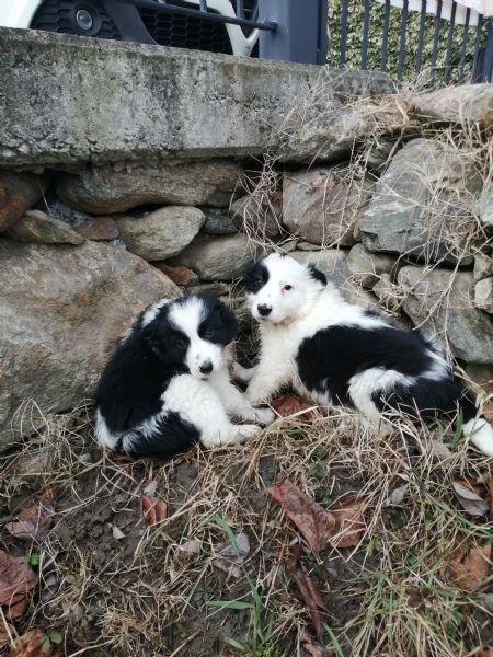 cuccioli di border collie  | Foto 3