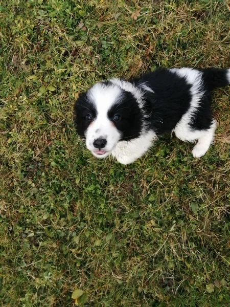 cuccioli di border collie  | Foto 2