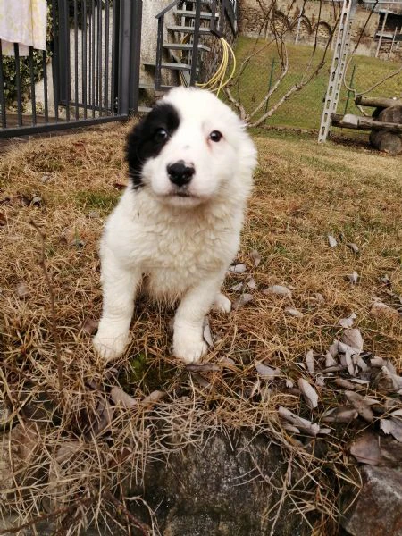 cuccioli di border collie  | Foto 0