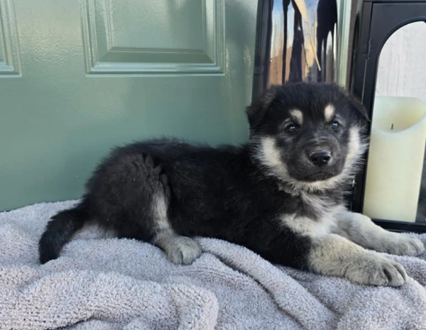 cuccioli pastore tedesco