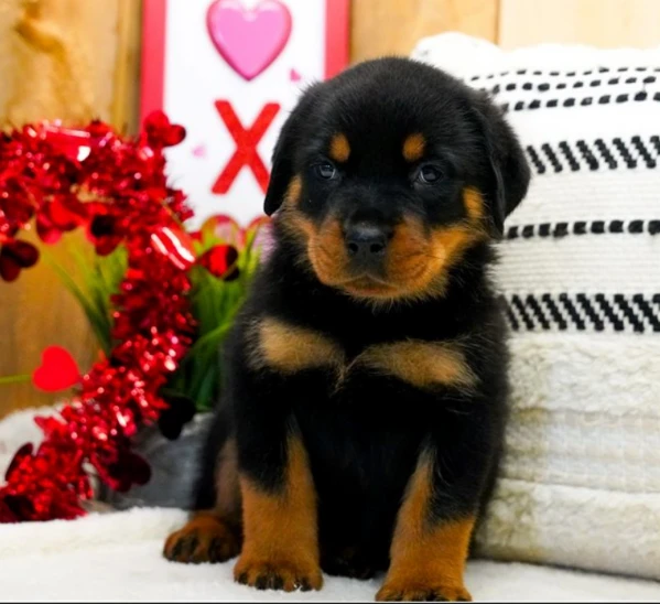 rottweiler cuccioli