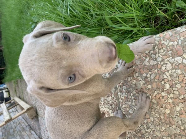 disponibile cuccioli dì weimaraner | Foto 0