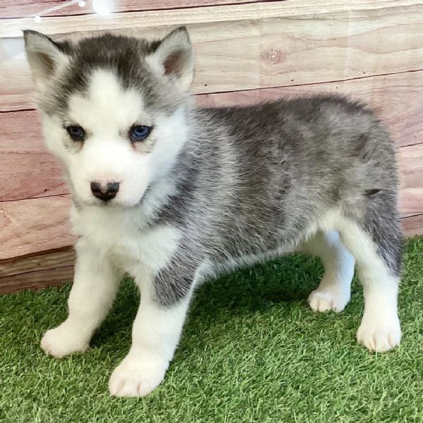cuccioli di siberian husky