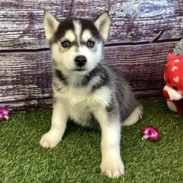 cuccioli di siberian husky | Foto 0