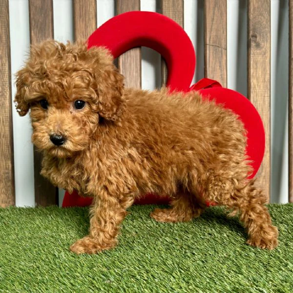 cuccioli di barboncino