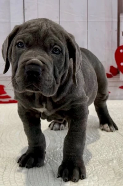 disponibili cane corso cuccioli. 