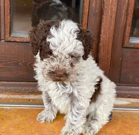 cuccioli di lagotto romagnolo