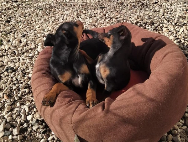 cuccioli di pinscher nano