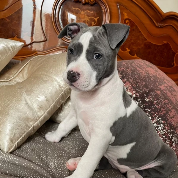 cuccioli american staffordshire terrier (amstaff)