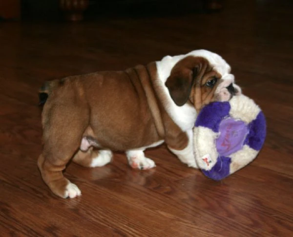 cuccioli di bulldog inglese | Foto 1
