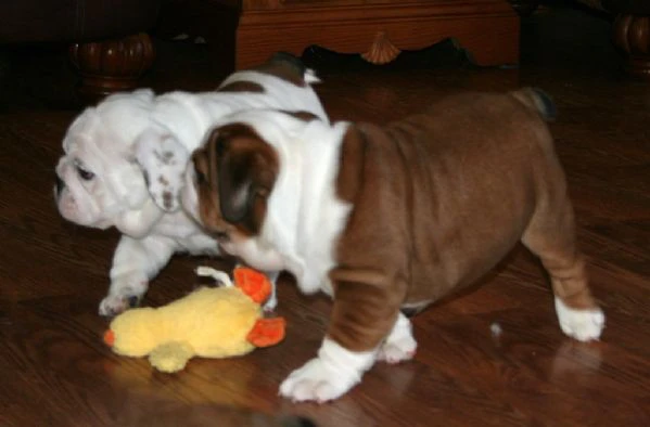 cuccioli di bulldog inglese | Foto 0