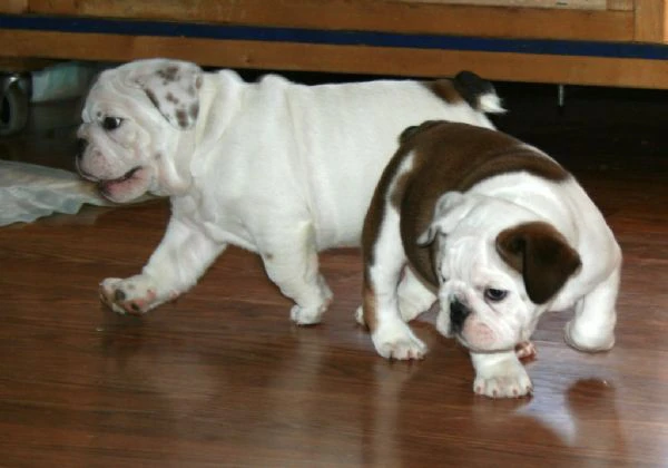 cuccioli di bulldog inglese