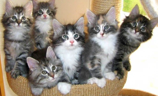 gattini norvegesi delle foreste