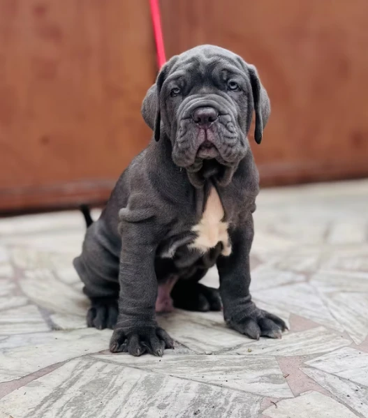 cuccioli di mastino napoletano