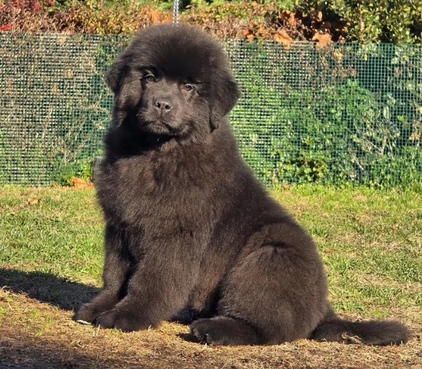 splendido cuccioli di terranova