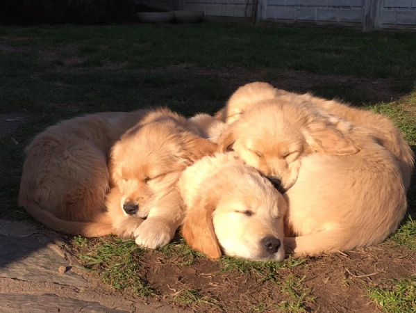 cuccioli golden retriever alta genealogia  | Foto 0