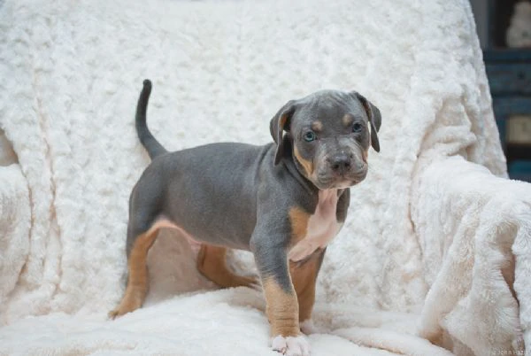 cuccioli di pitbull  | Foto 1