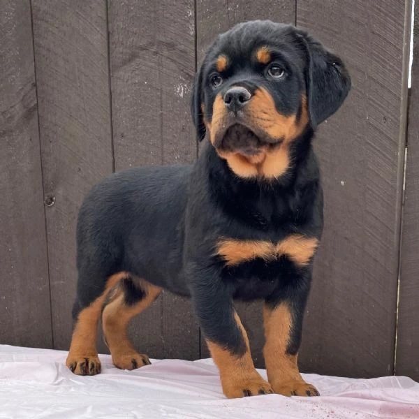 bellissimi cuccioli di rottweiler