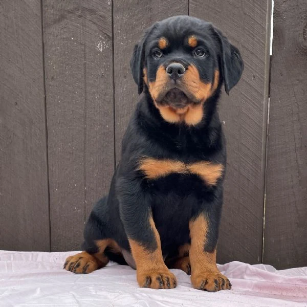 bellissimi cuccioli di rottweiler | Foto 0