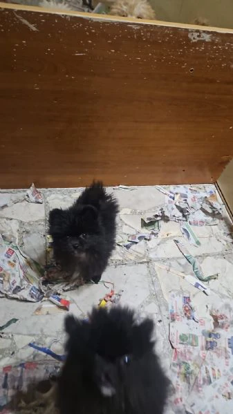 spitz pomeriana disponibile ultima femmina 