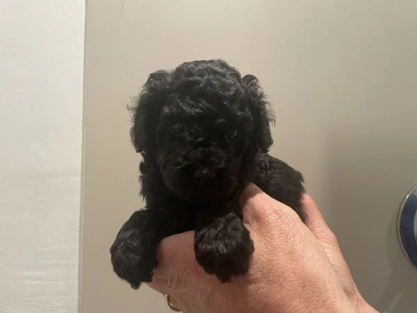 3 adorabili cuccioli di barboncino toy cercano casa | Foto 4