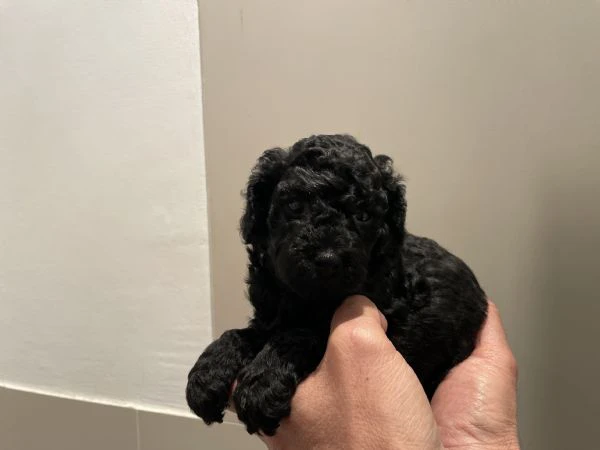 3 adorabili cuccioli di barboncino toy cercano casa | Foto 1