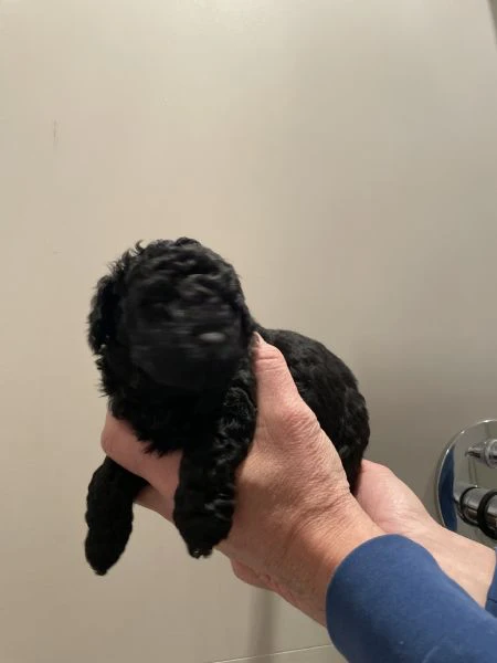 3 adorabili cuccioli di barboncino toy cercano casa | Foto 0