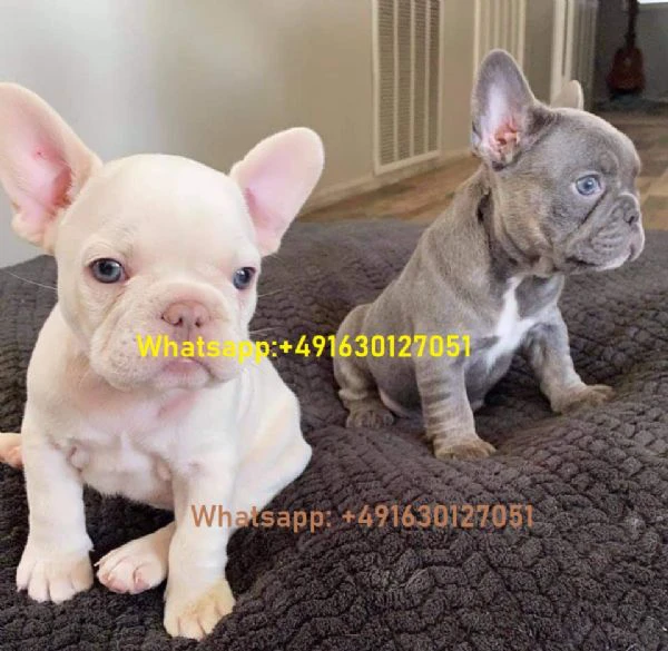 *&cuccioli di bulldog francese in adozione. +491630127051