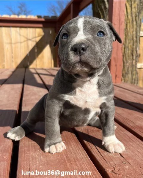 cuccioli pitbull