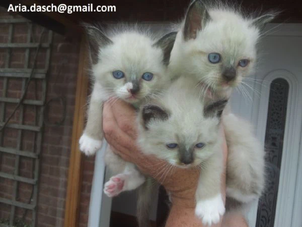 dolcissimi gattini sacri di birmania in adozione! 